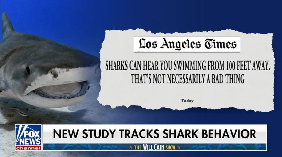 Cape Cod Turns Great White Sharks Into $2.8B Tourism Boom - Image 3