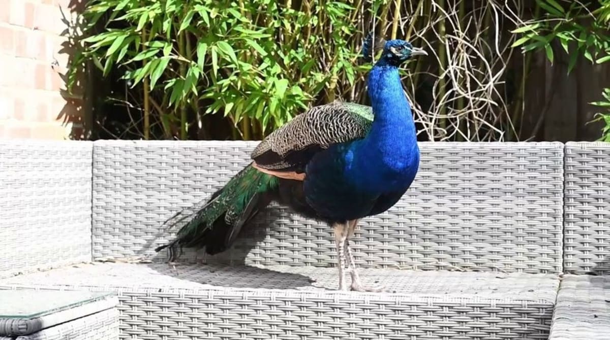 Peacock Named Pete Taps Windows for Food in Surrey Town - Image 3
