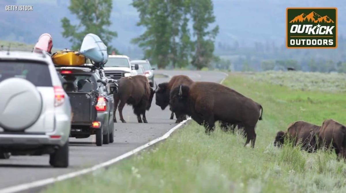 Yellowstone's Bison Rebound From 25 to 5,000 in 100 Years - Image 3