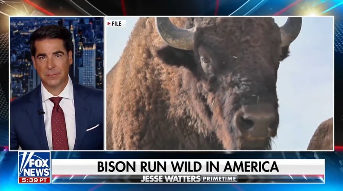 Yellowstone Bison Spared After Attacking Grandfather - Image 3