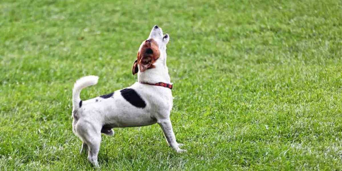 When Is It Time to Get a New Dog After Loss? - Image 2