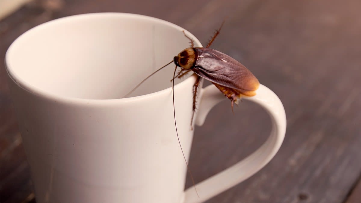 LA Reporter Stays Cool as Cockroach Crawls Up Her Neck - Image 4