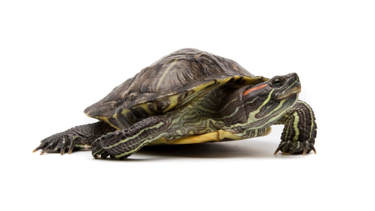 Neanderthals Turned Turtle Shells Into Tools 125,000 Years Ago - Image 4