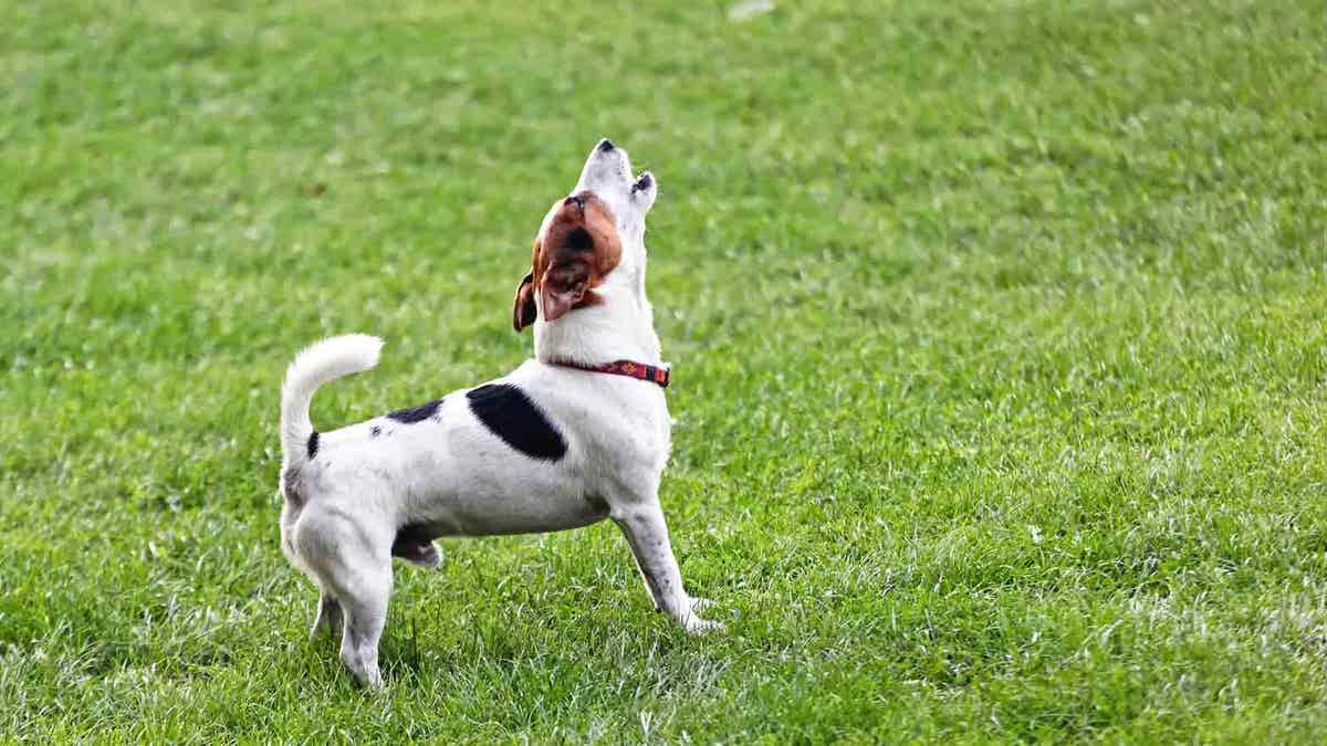 When Is It Time to Get a New Dog After Loss? - Image 3