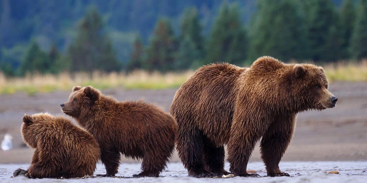 Wyoming Takes Back Grizzly Bear Management After 50 Years - Image 2