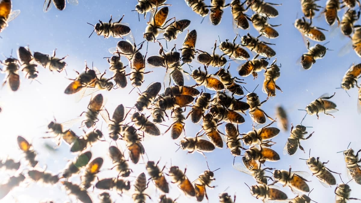 Florida's AI Beehives Cut Colony Collapse By 70 Percent - Image 5