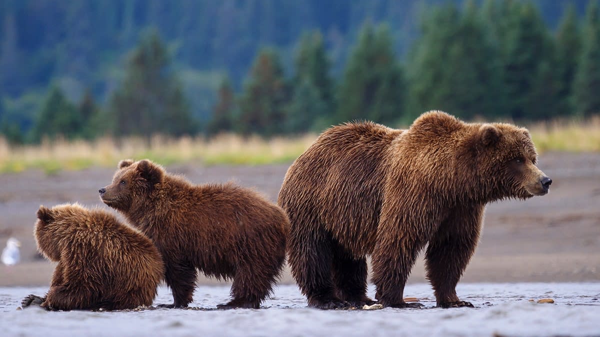 Wyoming Takes Back Grizzly Bear Management After 50 Years - Image 5