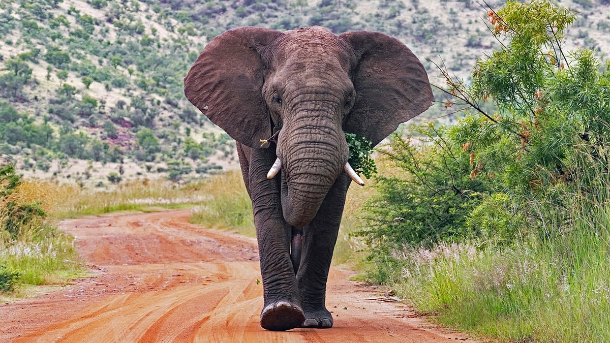11-Year-Old Finds 1.8 Million-Year-Old Elephant Tooth - Image 5