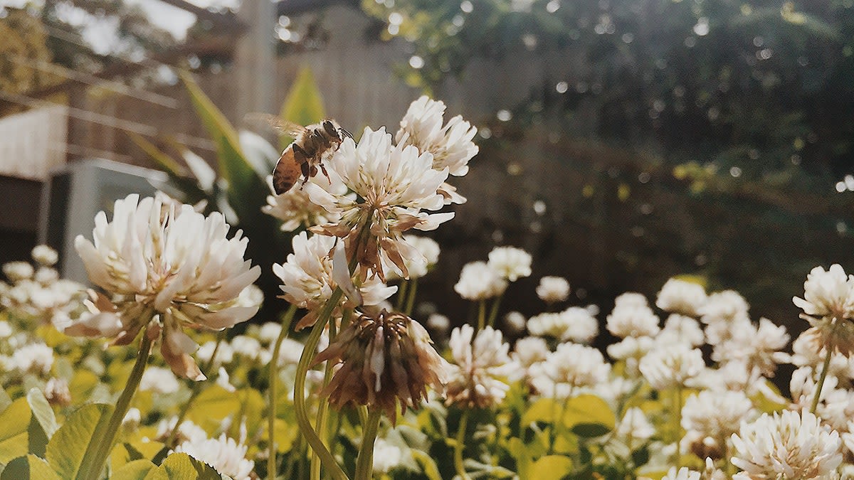 Florida's AI Beehives Cut Colony Collapse By 70 Percent - Image 4