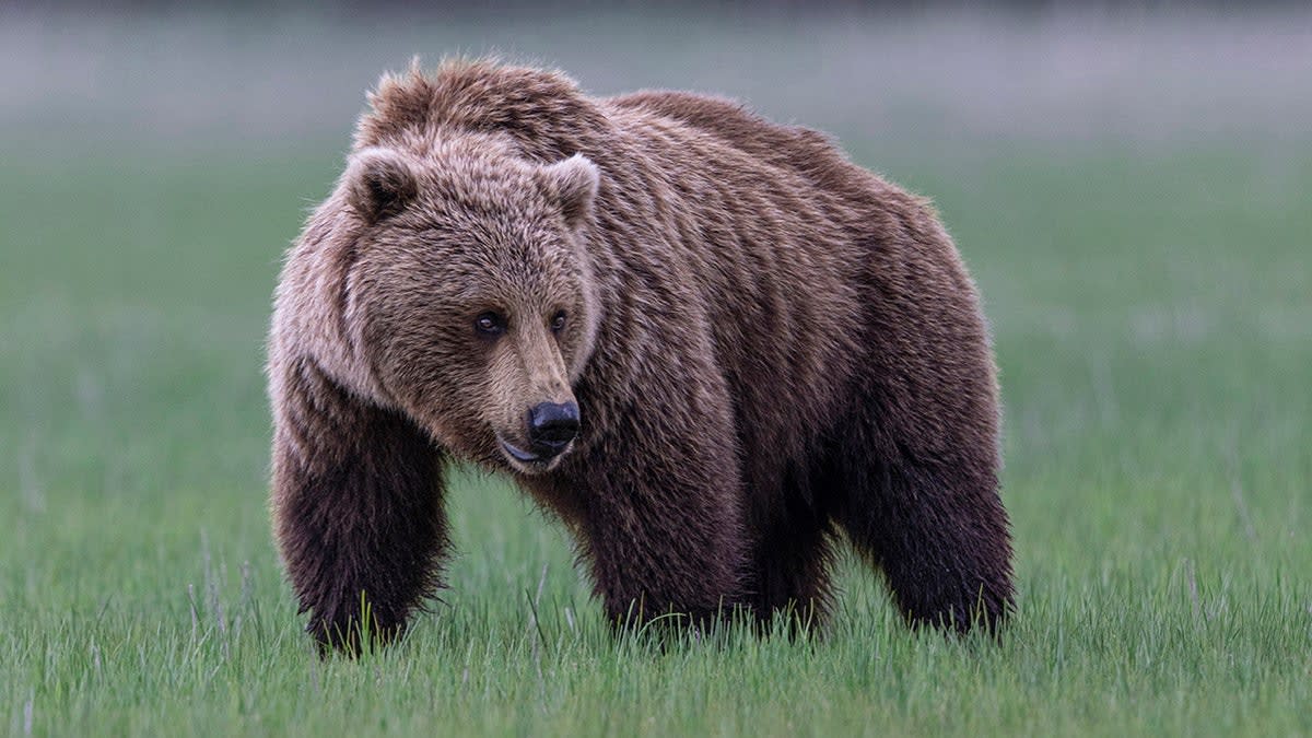 Wyoming Takes Back Grizzly Bear Management After 50 Years - Image 4