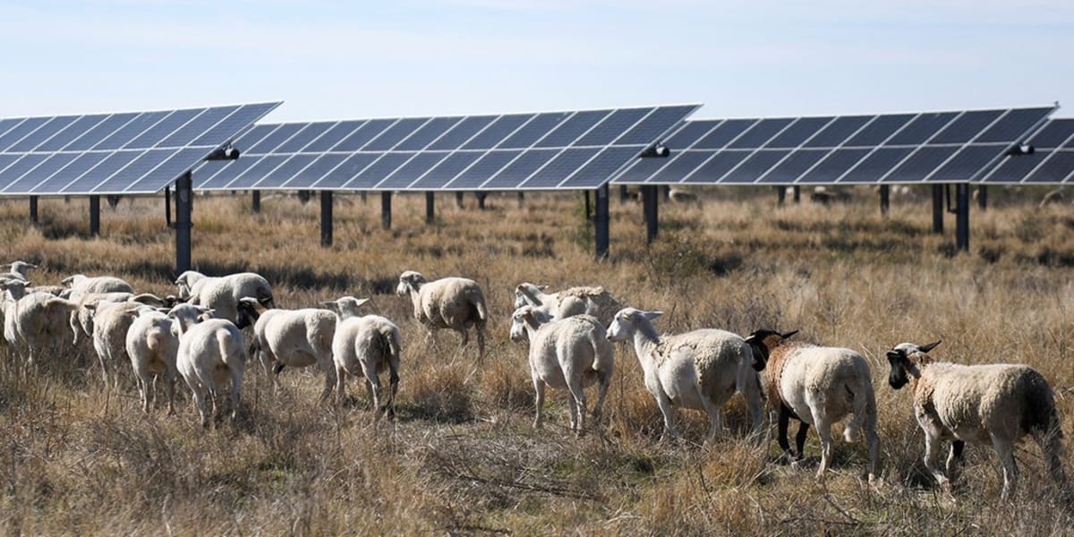 Red States Lead US Clean Energy with 75% of New Solar - Image 2