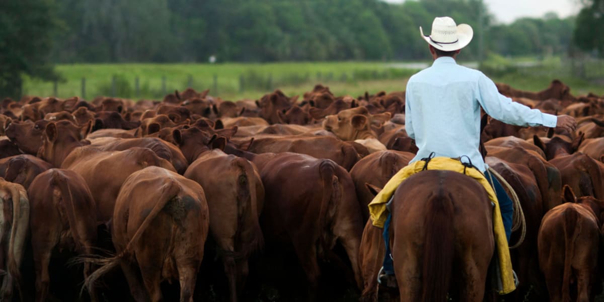 AI Cow Collars Help Ranchers Combat Labor Shortage - Image 2