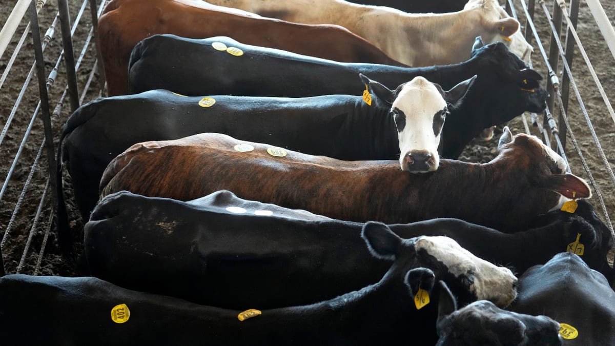 AI Cow Collars Help Ranchers Combat Labor Shortage - Image 4