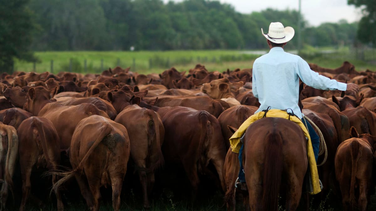 AI Cow Collars Help Ranchers Combat Labor Shortage - Image 3