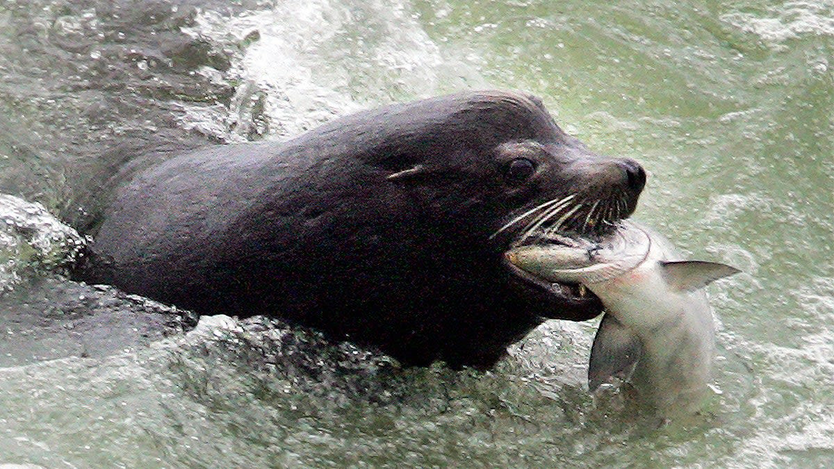 Sea Lion Outsmarts Fisherman, Steals First Tuna Catch - Image 4