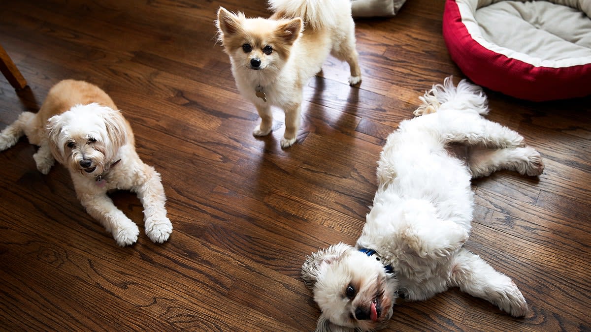 When Is It Time to Get a New Dog After Loss? - Image 5