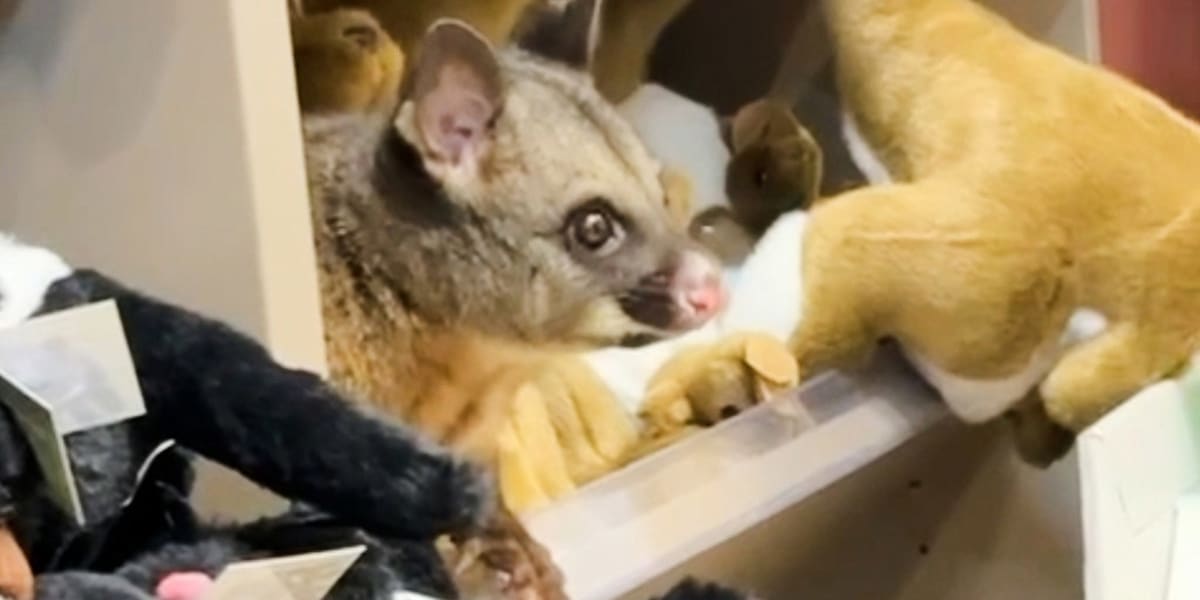 Possum Hides Among Plush Toys at Australian Airport - Image 2
