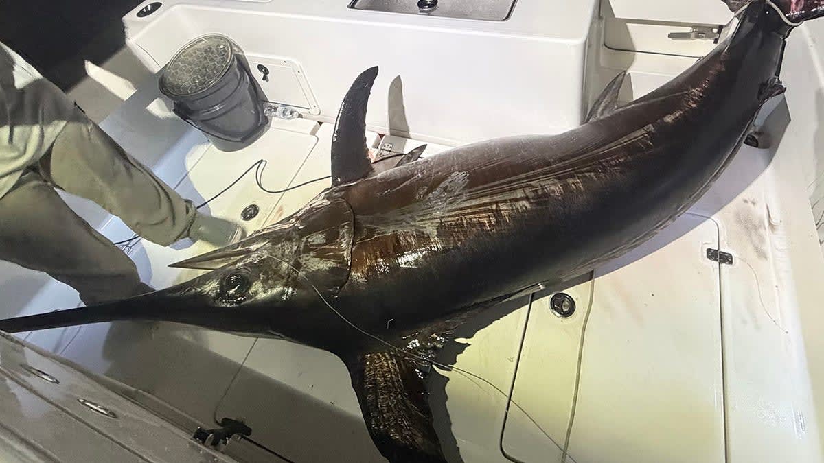 Captain's 480-Pound Swordfish Feeds Entire Florida Town - Image 5