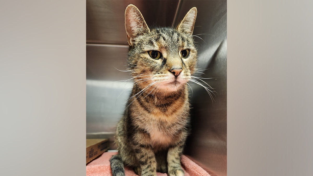 Cat Returns Home After 5 Years Thanks to Microchip - Image 3