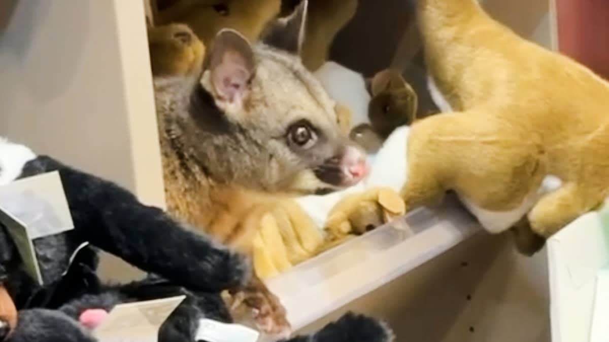Possum Hides Among Plush Toys at Australian Airport - Image 3