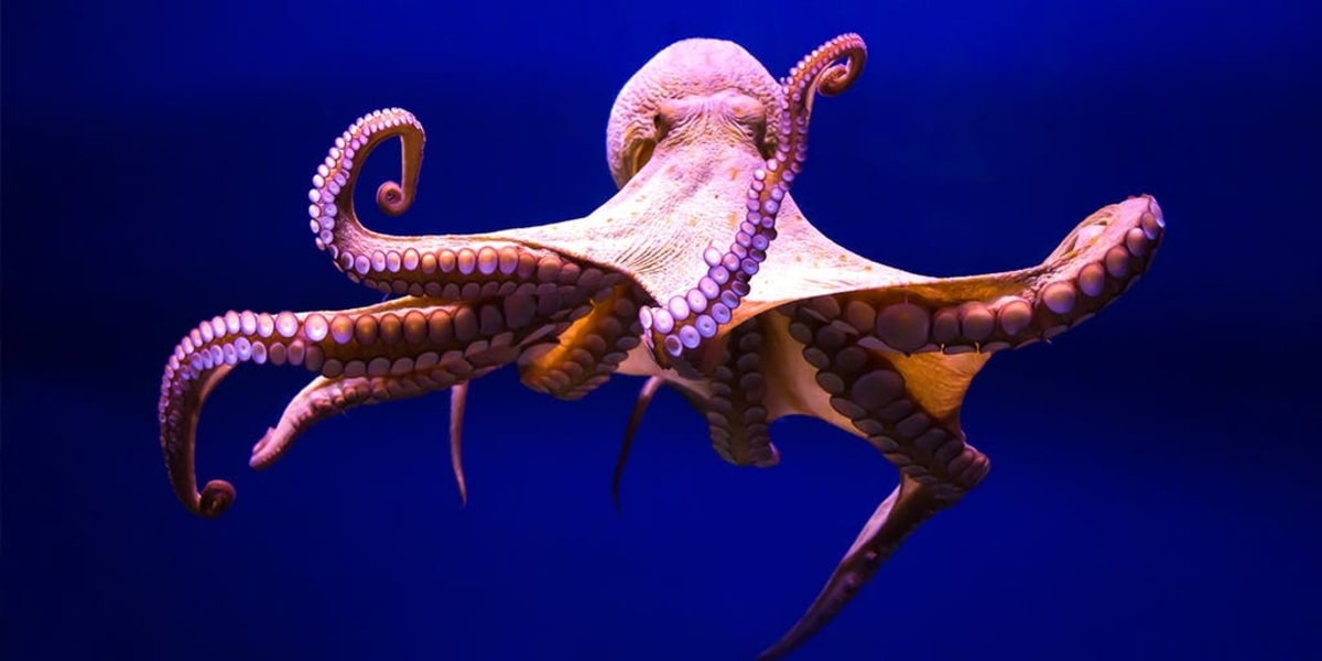 300-Million-Year-Old Fossil Gets New Identity After 24 Years - Image 2