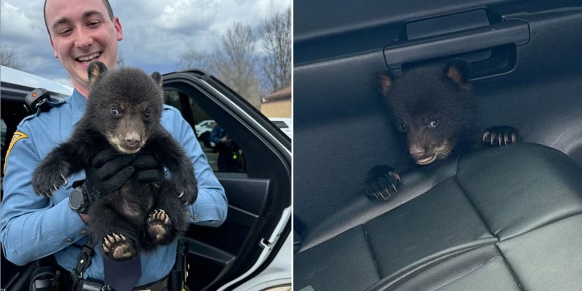 New Jersey Troopers Rescue Tiny Bear Cub From Highway - Image 2