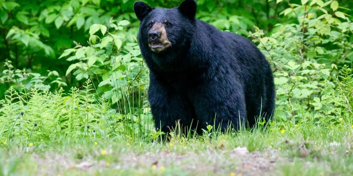 Bear Locks Itself in Tennessee Hotel Bathroom, Walks Out Fine - Image 2