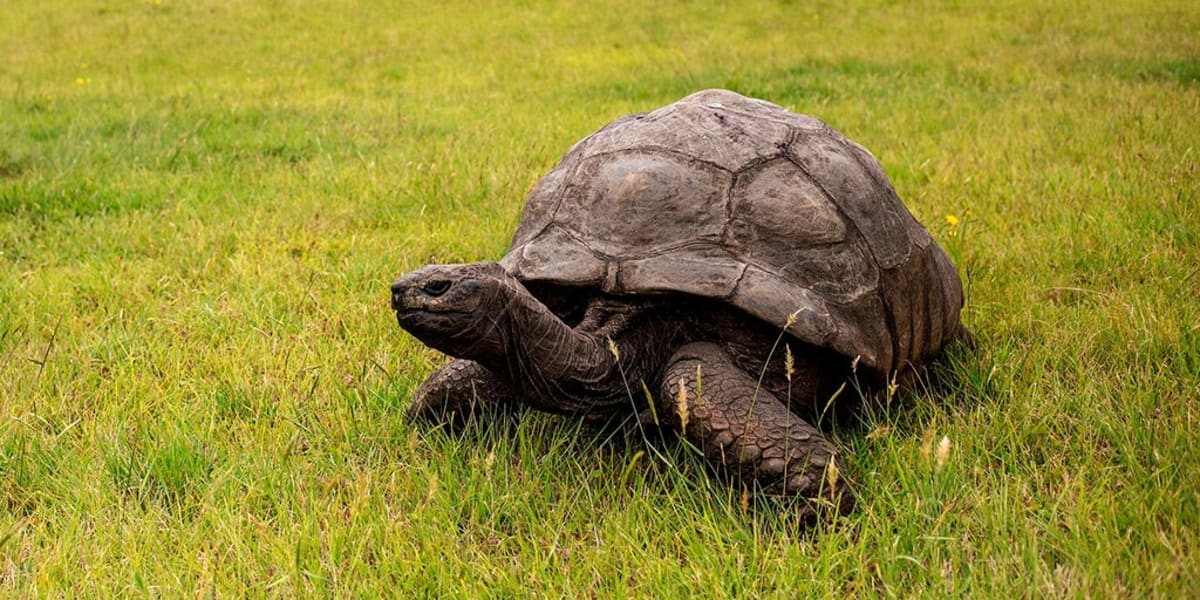Jonathan the Tortoise, 193, Still Alive After Viral Hoax - Image 2