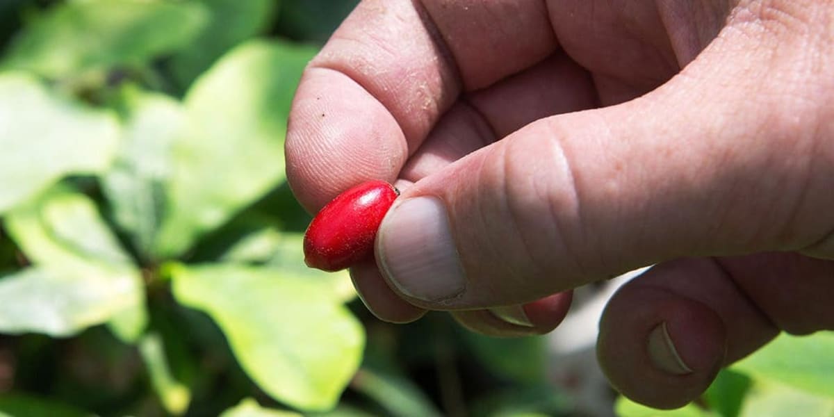 Tiny Miracle Berry Helps Chemo Patients Enjoy Food Again - Image 2