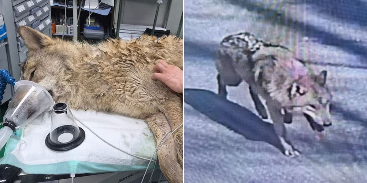 Escaped Wolf Neukgu Safely Home After 9-Day Adventure - Image 2