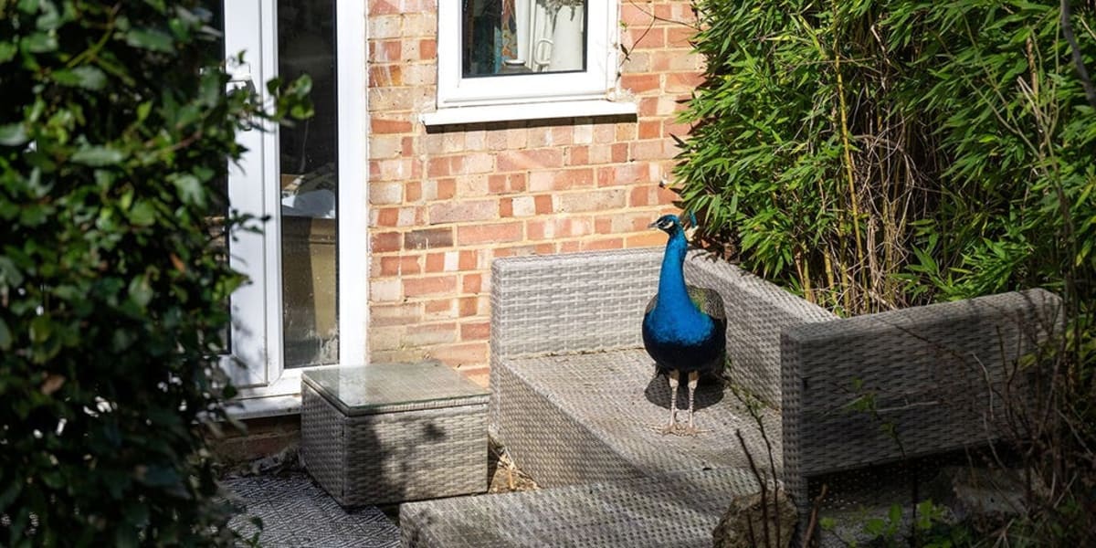 Peacock Named Pete Taps Windows for Food in Surrey Town - Image 2