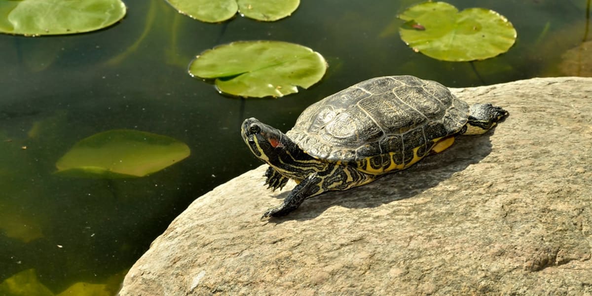 Neanderthals Turned Turtle Shells Into Tools 125,000 Years Ago - Image 2