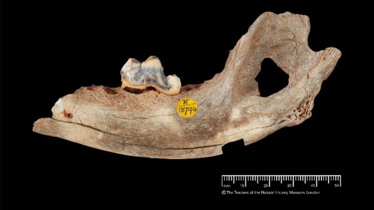 Dogs Were Ice Age Hunting Partners 16,000 Years Ago - Image 3