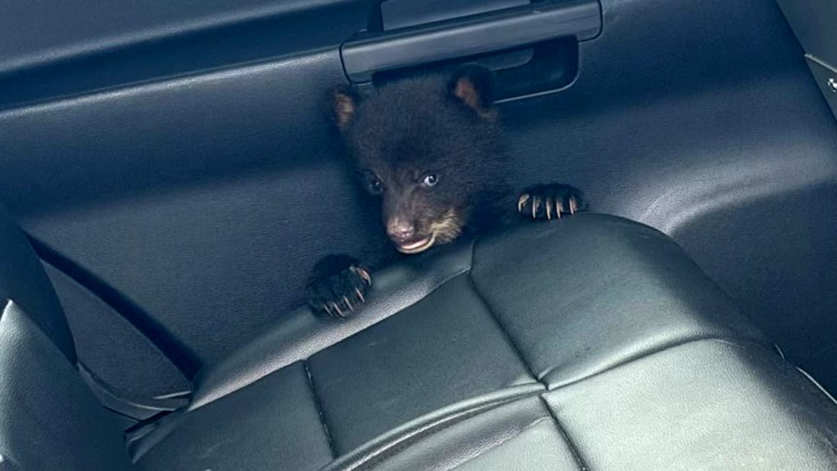 New Jersey Troopers Rescue Tiny Bear Cub From Highway - Image 4