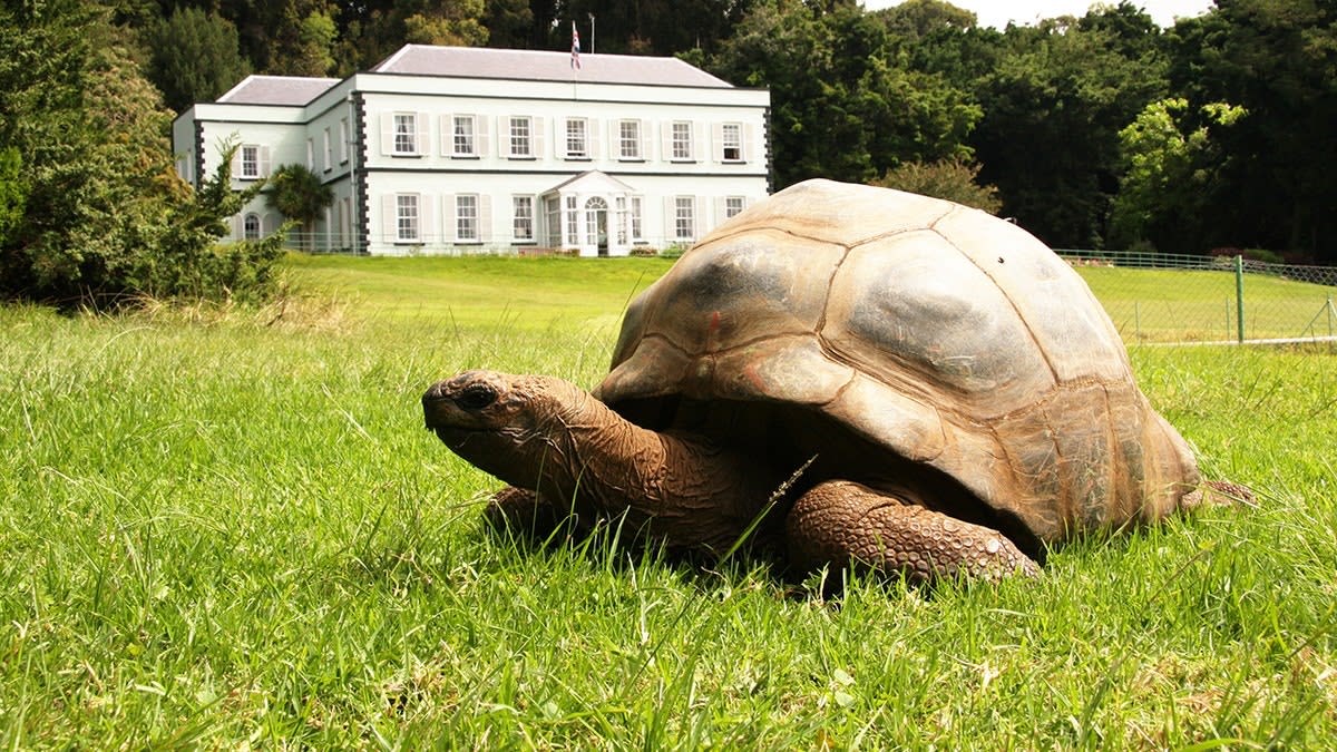 Jonathan the Tortoise, 193, Still Alive After Viral Hoax - Image 4