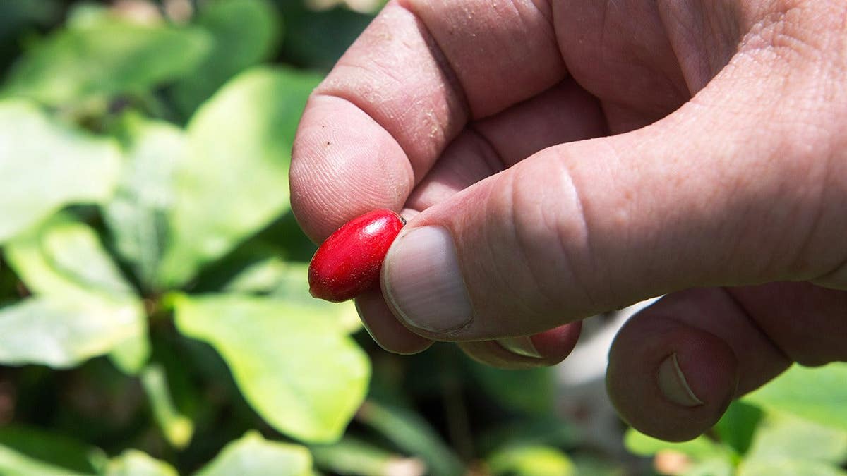 Tiny Miracle Berry Helps Chemo Patients Enjoy Food Again - Image 3