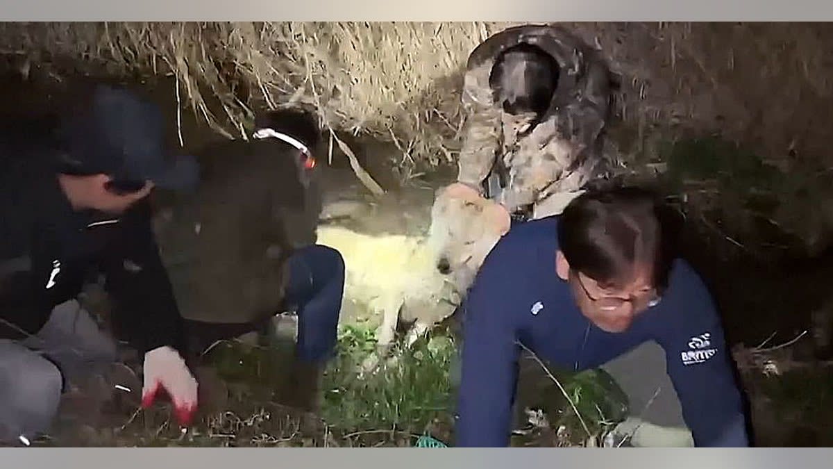 Escaped Wolf Neukgu Safely Home After 9-Day Adventure - Image 4