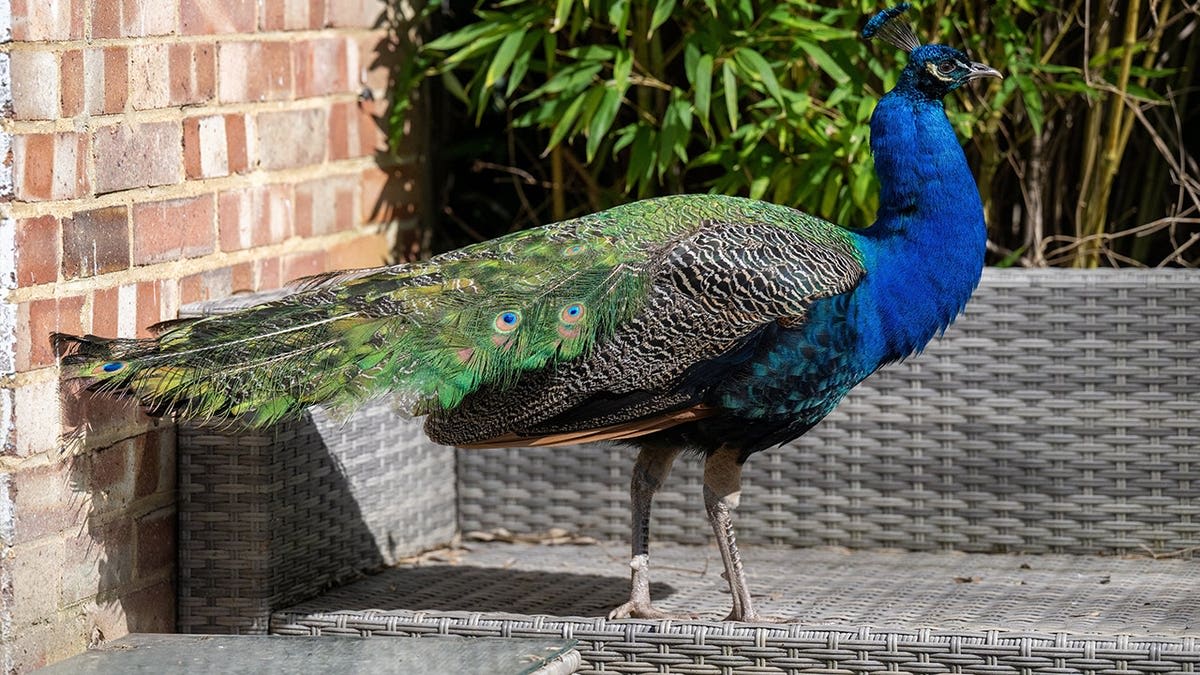 Peacock Named Pete Taps Windows for Food in Surrey Town - Image 4