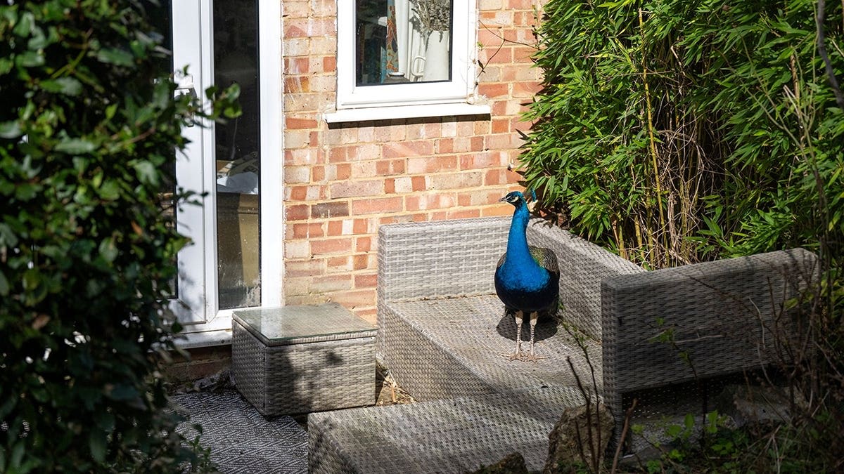 Peacock Named Pete Taps Windows for Food in Surrey Town - Image 5