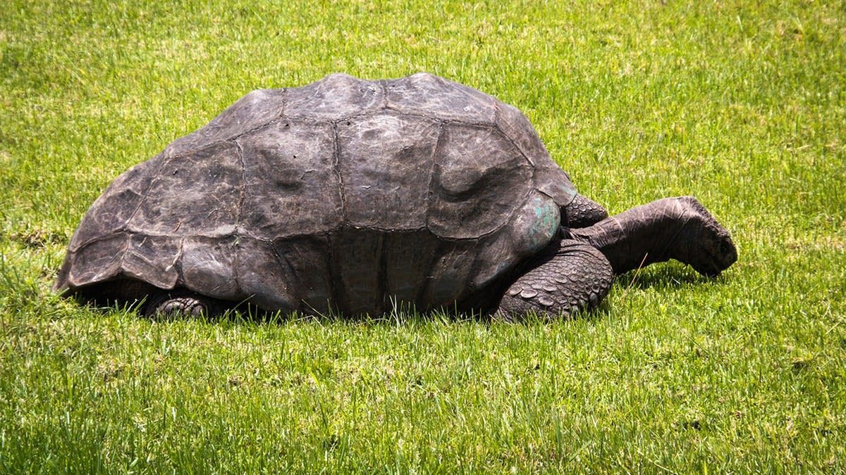 Jonathan the Tortoise, 193, Still Alive After Viral Hoax - Image 5