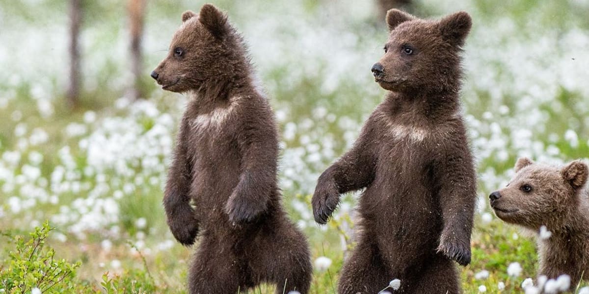 Bear Cubs Wrestle on Cabin Porch in Viral Video - Image 2