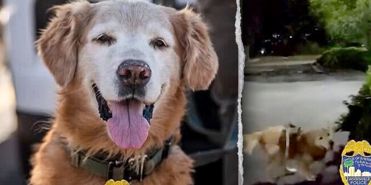 Florida K-9 Ruger Finds Missing Autistic Teen in Parking Lot - Image 2