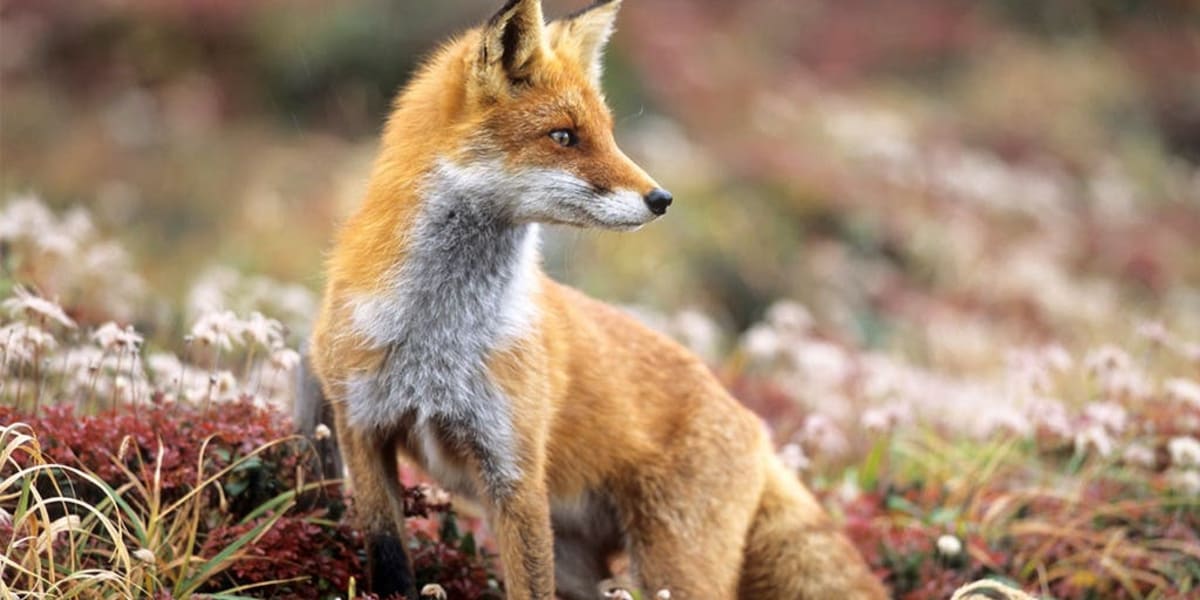 Fox Caught Red-Pawed With Hot Dogs in Alberta BBQ Heist - Image 2