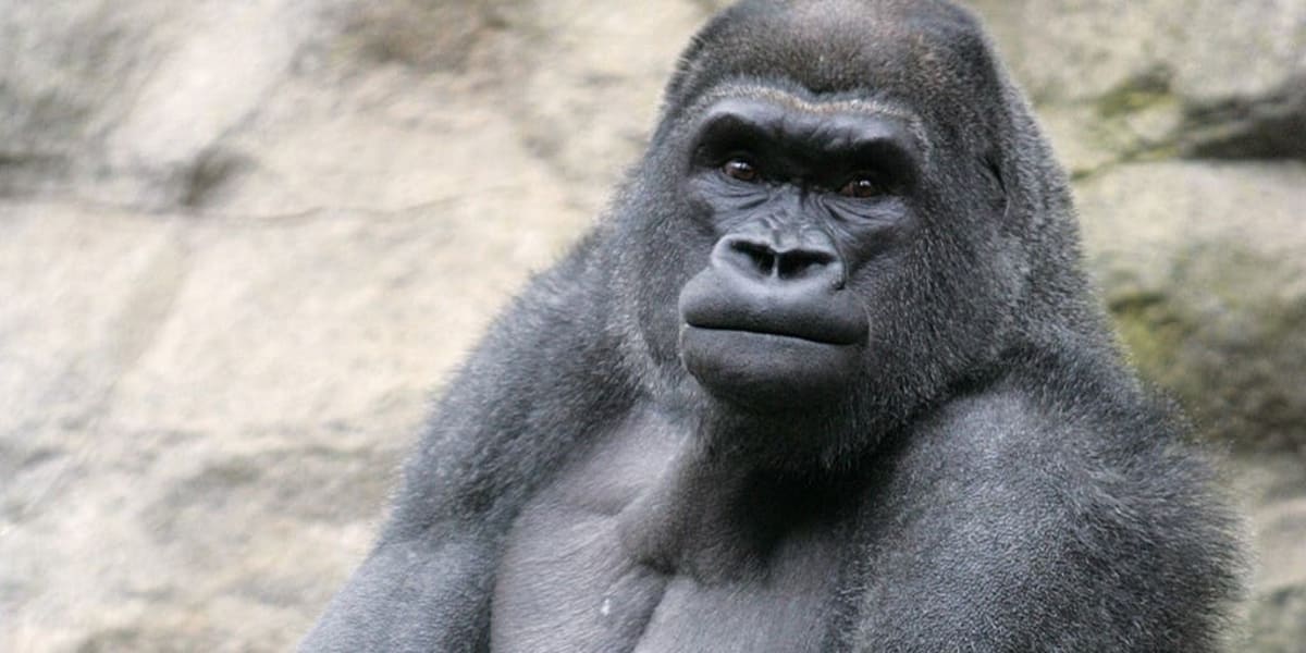 Pittsburgh and Boston Zoos Swap Gorillas in Historic Trade - Image 2