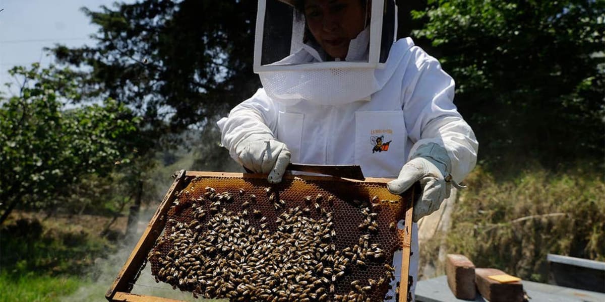 Florida's AI Beehives Cut Colony Collapse By 70 Percent - Image 2