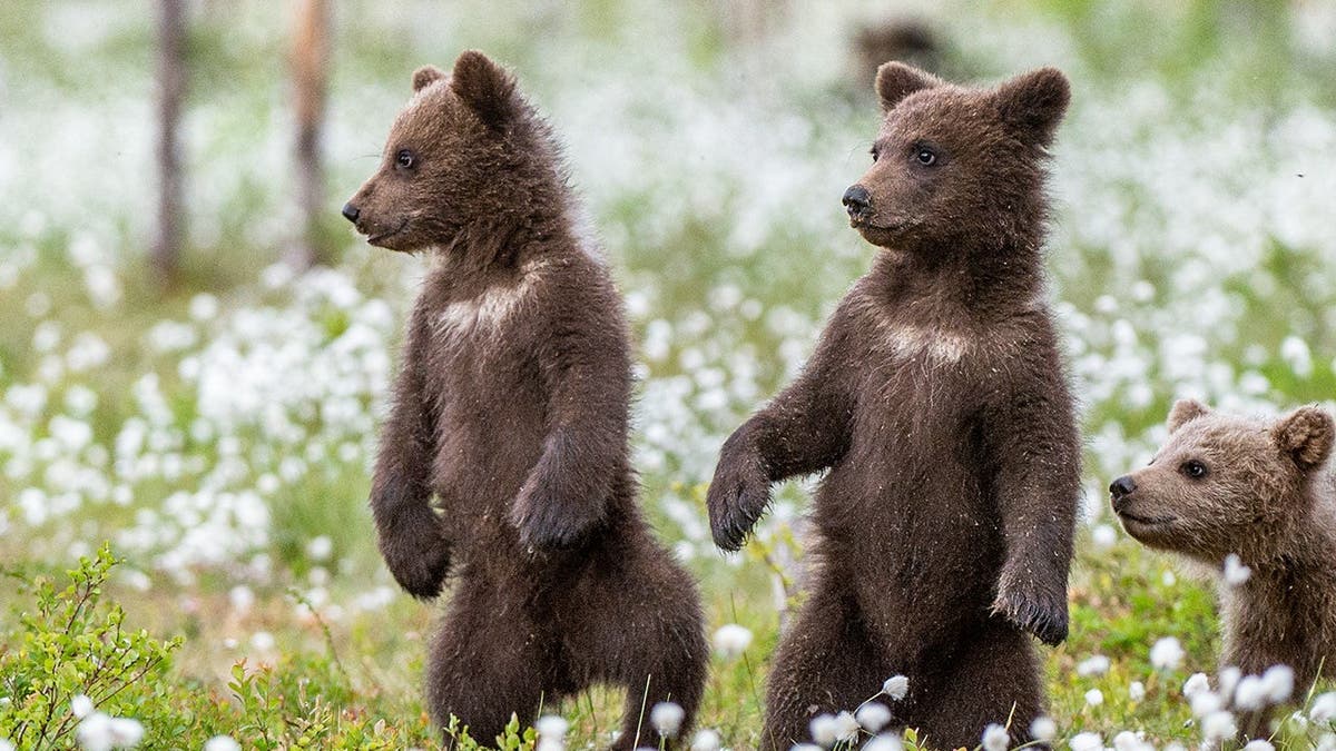 Bear Cubs Wrestle on Cabin Porch in Viral Video - Image 3