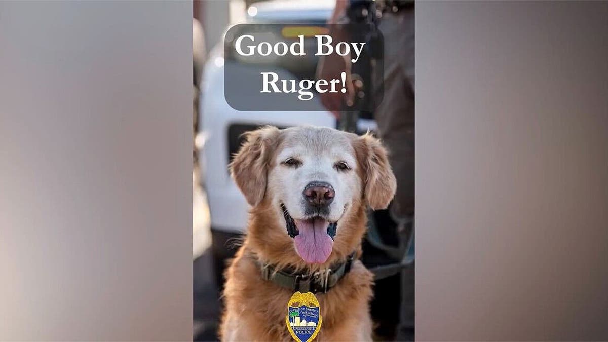 Florida K-9 Ruger Finds Missing Autistic Teen in Parking Lot - Image 3