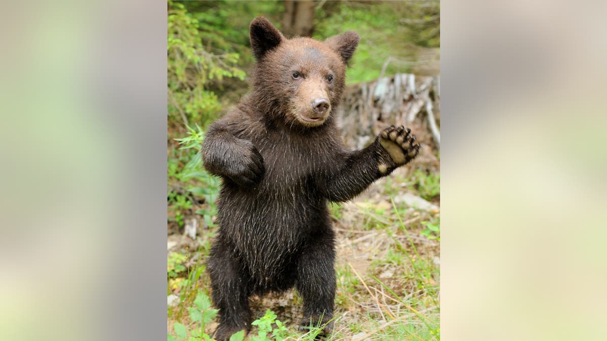 Bear Cubs Wrestle on Cabin Porch in Viral Video - Image 4