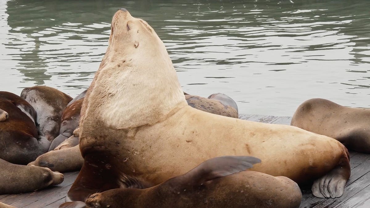 2,000-Pound Sea Lion 'Chonkers' Delights SF Tourists - Image 3
