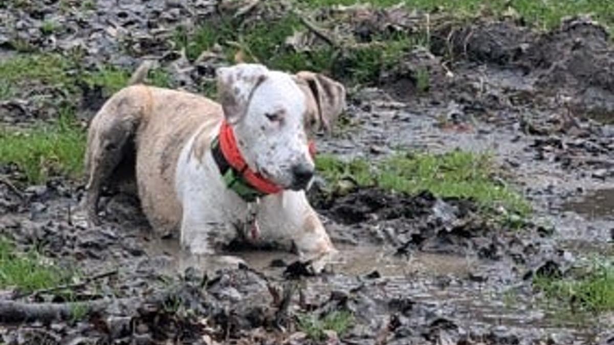 When Is It Time to Get a New Dog After Loss? - Image 4